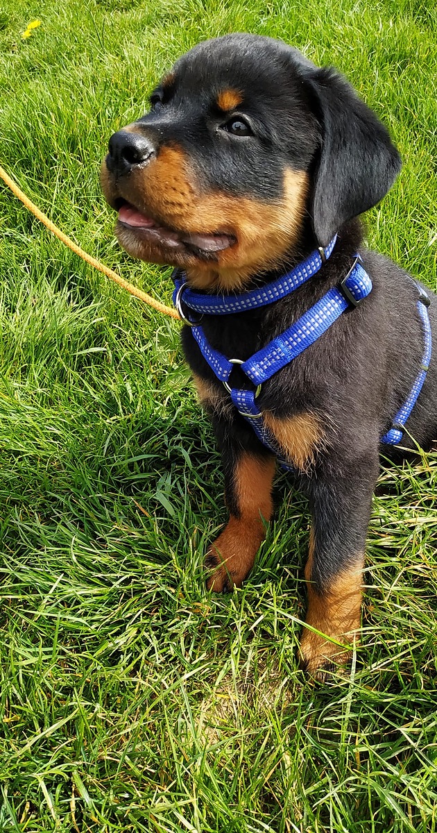 ASKÖ-Abzeichen der Hundeschule Hundenatur